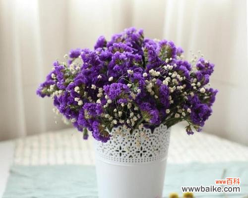 揭示满天星的神秘力量与美丽寓意 满天星花语及寓意解析