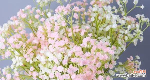 解读满天星 满天星的花语与象征意义