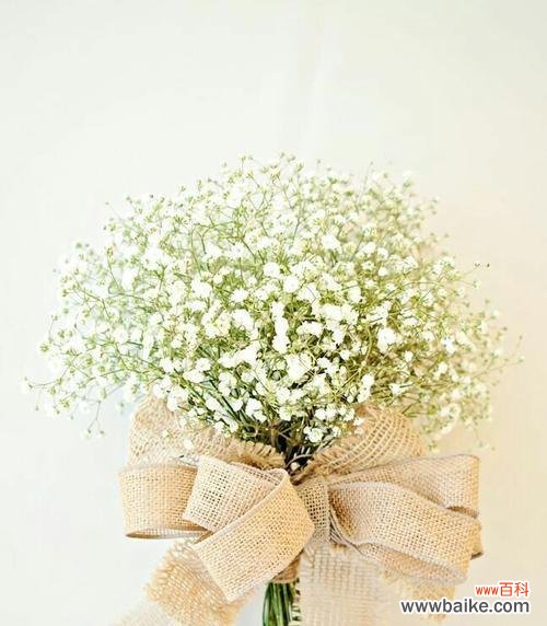 传递美好的满天星 满天星的花语和象征