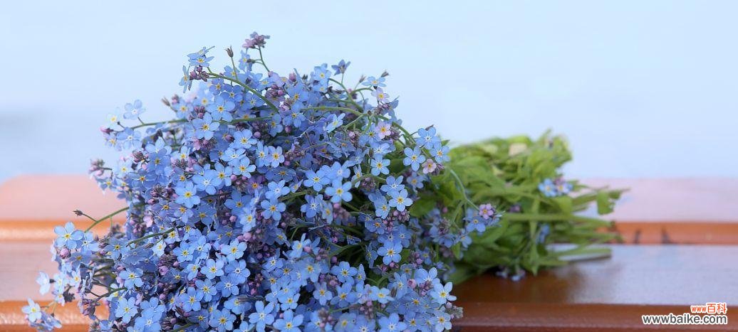 传递美好的满天星 满天星的花语和象征