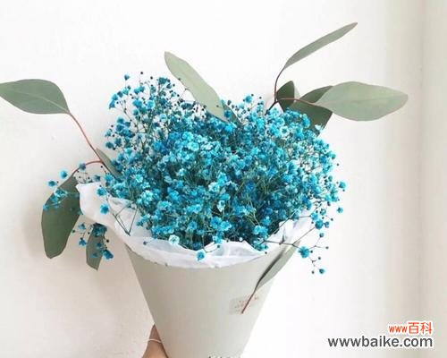 揭示满天星花的美丽与神秘之谜 满天星的含义与象征