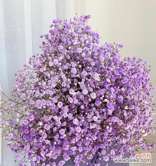 揭示满天星花的美丽与神秘之谜 满天星的含义与象征