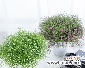 探寻满天星的花语与文化背景 满天星