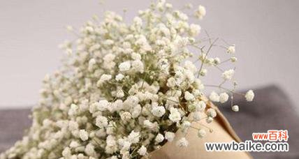 探寻满天星的花语与文化背景 满天星