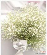 探寻满天星花语的深远寓意 满天星花语与传说