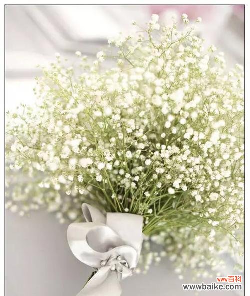 探寻满天星花语的深远寓意 满天星花语与传说