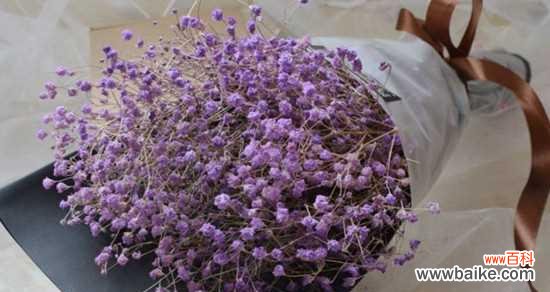 探寻满天星花语的深远寓意 满天星花语与传说