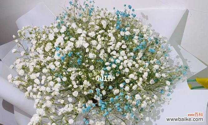 探究满天星花的不同颜色和寓意 满天星的花语颜色和寓意