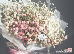 探究满天星花的不同颜色和寓意 满天星的花语颜色和寓意