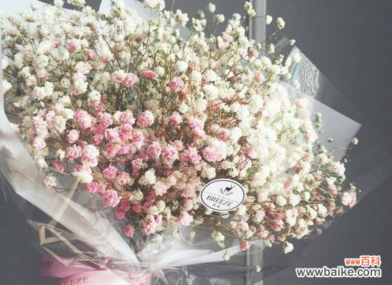 探究满天星花的不同颜色和寓意 满天星的花语颜色和寓意