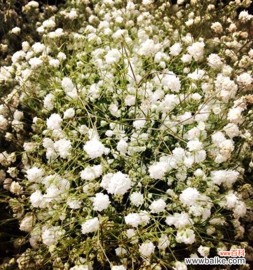 探寻满天星的花语之美 满天星的花语与意义