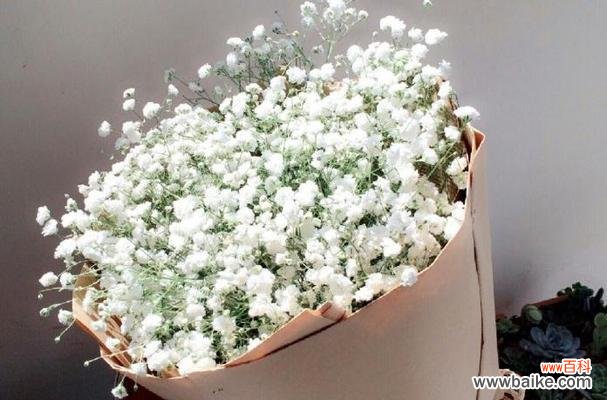 探寻满天星的花语之美 满天星的花语与意义