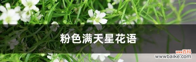 探寻满天星的花语之美 满天星的花语与意义