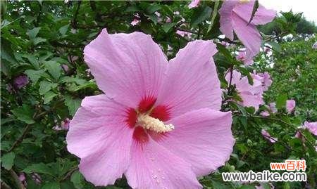 探寻花朵背后的隐秘语言与神秘传说 花语与传说