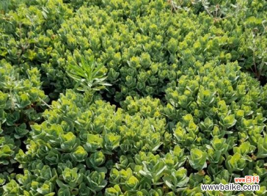 探索自然的奇迹 探寻八宝景天的花语之美