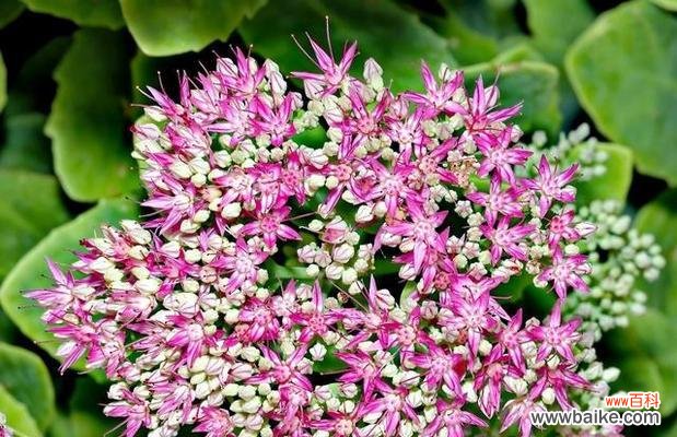 探索自然的奇迹 探寻八宝景天的花语之美