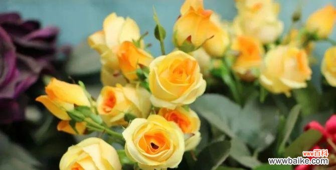 以什么花代表友谊 友谊花开，真挚永存