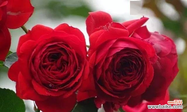 了解月季HT的历史和培育方法 探讨月季HT及其意义