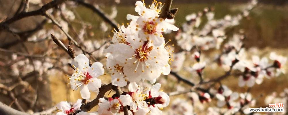 桃花的特点及其象征意义 桃花