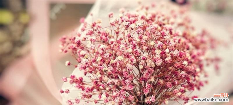 揭示满天星花的含义与传承 满天星花的寓意与象征