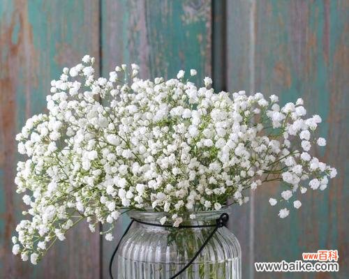 揭示满天星花的含义与传承 满天星花的寓意与象征