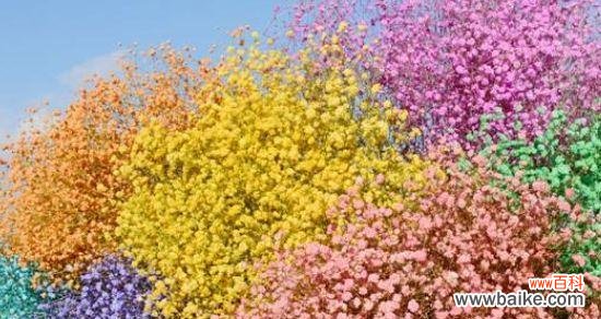 揭示满天星花的含义与传承 满天星花的寓意与象征