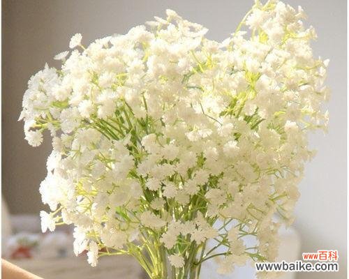 星星般的花海 满天星的美丽与寓意