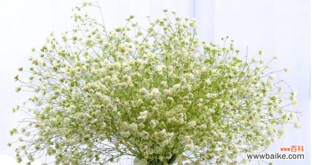 星星般的花海 满天星的美丽与寓意