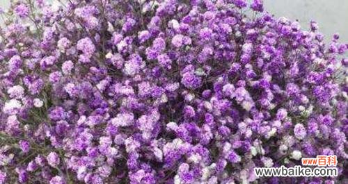 探寻满天星花语的深意 满天星花语的含义与象征