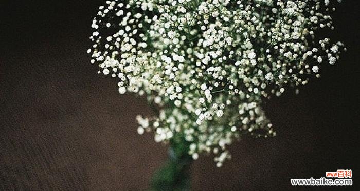 探寻满天星花语的深意 满天星花语的含义与象征