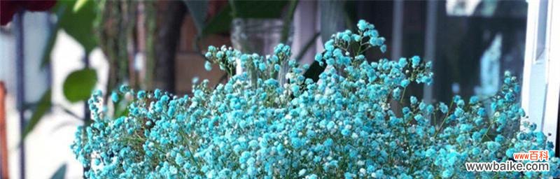 花语所述的满天星之神秘与浪漫 满天星的美丽与寓意