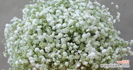 花语所述的满天星之神秘与浪漫 满天星的美丽与寓意