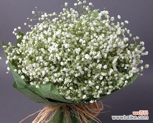 花语所述的满天星之神秘与浪漫 满天星的美丽与寓意