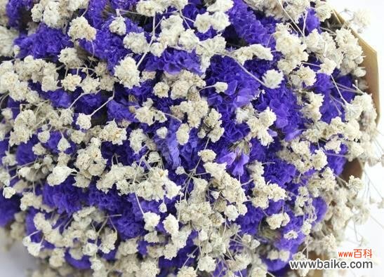 满天星的美丽寓意和赋予生命的力量 满天星花语