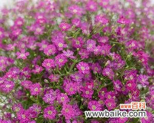 满天星的美丽寓意和赋予生命的力量 满天星花语