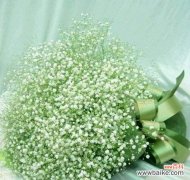 解读满天星花的隐含意义 满天星花语的奥秘