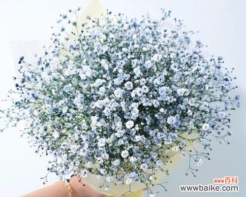 解读满天星花的隐含意义 满天星花语的奥秘