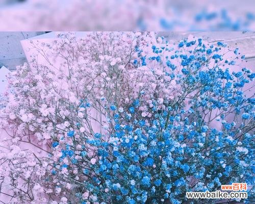 揭秘满天星花语 满天星花的特殊含义与寓意