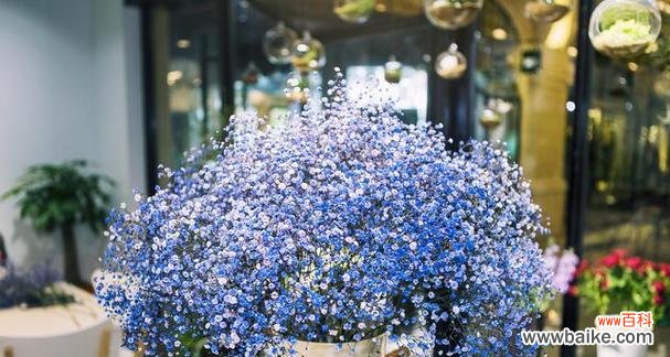 揭秘满天星花语 满天星花的特殊含义与寓意