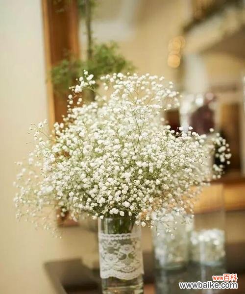 揭示满天星花语的深层寓意和美丽之源 满天星花语