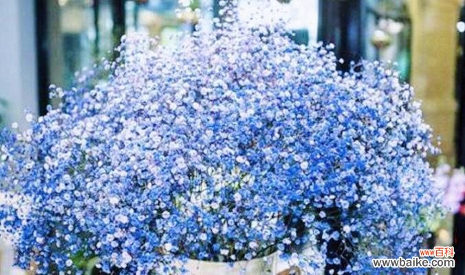 揭示满天星花语的深层寓意和美丽之源 满天星花语