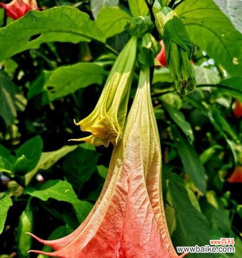 探寻曼陀罗花的神秘魅力 曼陀罗花