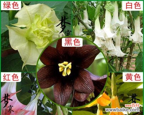 探寻曼陀罗花的神秘魅力 曼陀罗花