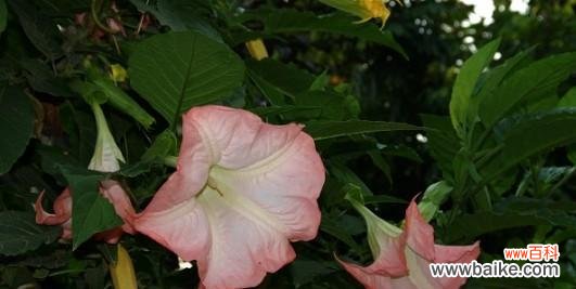 探寻曼陀罗花的神秘魅力 曼陀罗花