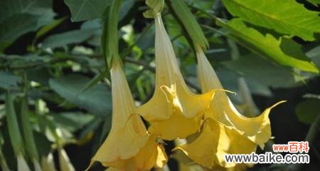 揭秘曼陀罗花的象征意义及传承之道 曼陀罗的花语