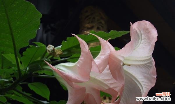 探索曼陀罗花的花语与传说 曼陀罗花