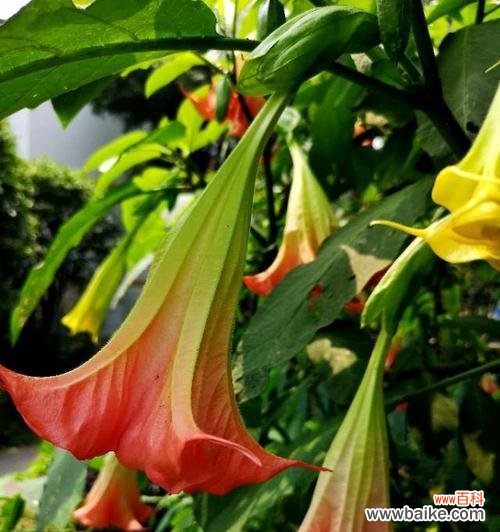 探索曼陀罗花的花语与传说 曼陀罗花