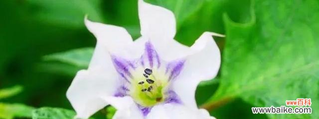 探索曼陀罗花的花语与传说 曼陀罗花