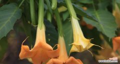 探寻曼陀罗花语背后的秘密 曼陀罗花语的深意