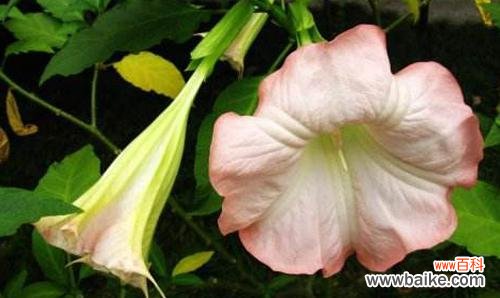 探究曼陀罗花的隐藏心意 曼陀罗花的花语及意义